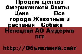 Продам щенков Американской Акиты › Цена ­ 25 000 - Все города Животные и растения » Собаки   . Ненецкий АО,Амдерма пгт